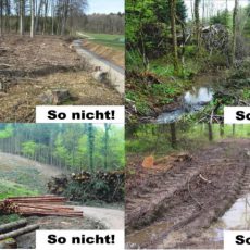 Pro Bözberg und die Waldbewirtschaftung